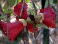 Crimson Rhododendron